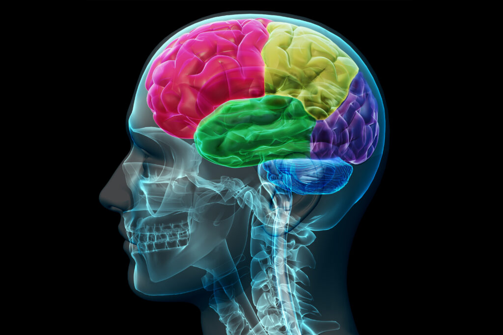 Brain Coloed Sections